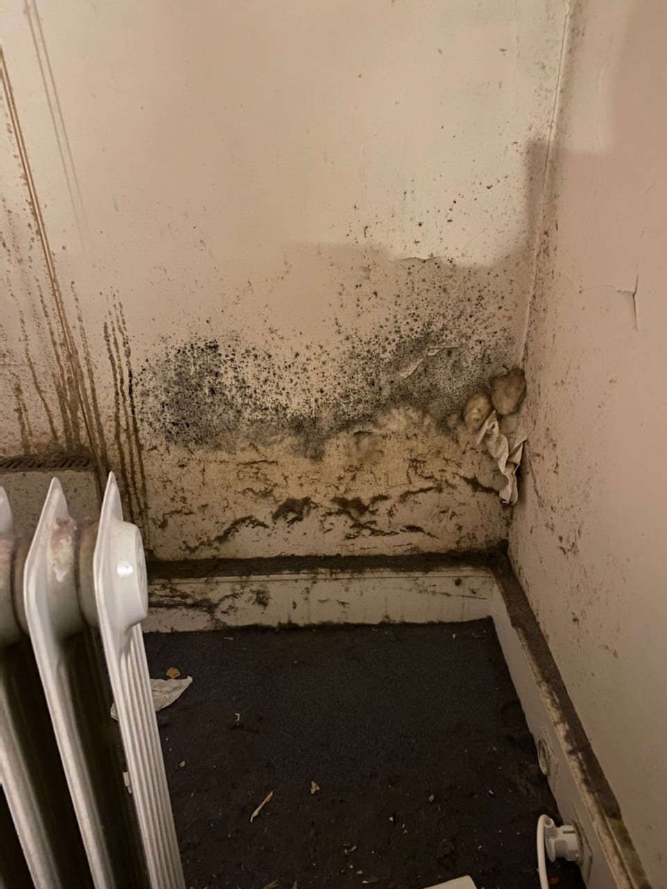Évitez les Maladies : Nettoyage des Fientes de Pigeon Pas à Pas IMG 20241217 WA0009